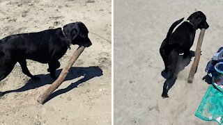 Dog finds enormous stick to carry at the beach