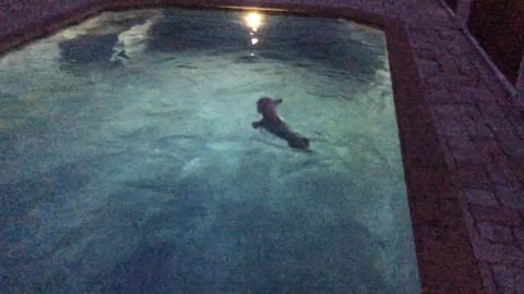Dog squeals in excitement for nighttime swim