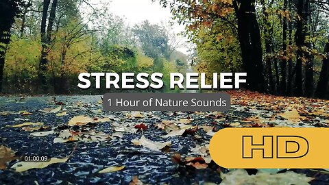 Stress Relief with Rain Sounds on Autumn Leaves at Forest road. Nature Sounds to Sleep and Relax