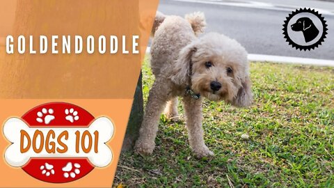 Dogs 101 - GOLDENDOODLE - Top Dog Facts about the GOLDENDOODLE | DOG BREEDS 🐶 #BrooklynsCorner