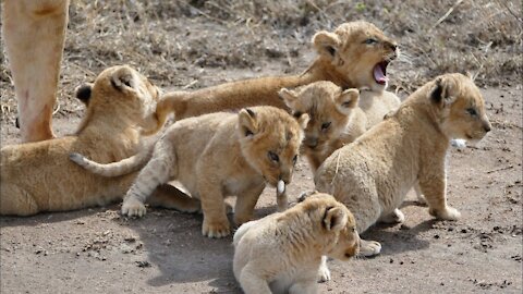 ADORABLE! SIX LION CUBS enjoy their first outdoor adventure (1080p 60FPS)