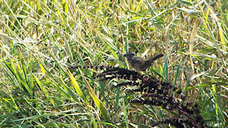 Song Sparrow