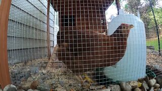 My Backyard Chickens - Week 17 Compilation