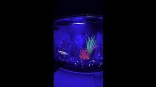 GloFish Aquarium #ASMR #Aquarium #GloFish #Relax #4K #DolbyVisionHDR