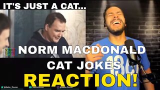 Norm Macdonald Cat Jokes Compilation (Reaction!)