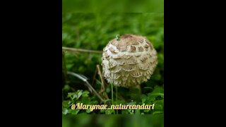 Marymae_natureandart Mushrooms