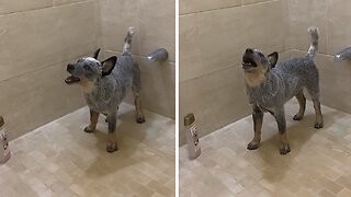 Blue Heeler Puppy Tries To Catch Water Droplets