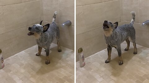 Blue Heeler Puppy Tries To Catch Water Droplets