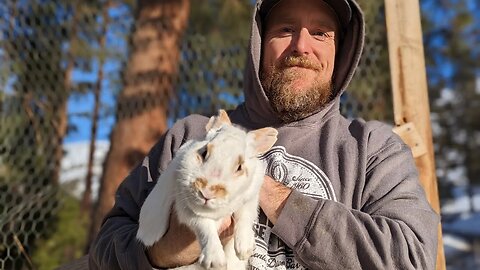 First Rabbit Breeding of The Year