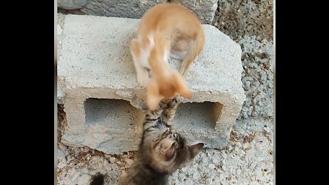 The most beautiful thing your eyes will see is having fun with the cats playing, l really adore them