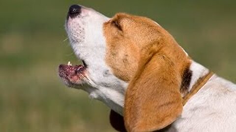 TOP 10 dog barking videos complications and funny moment