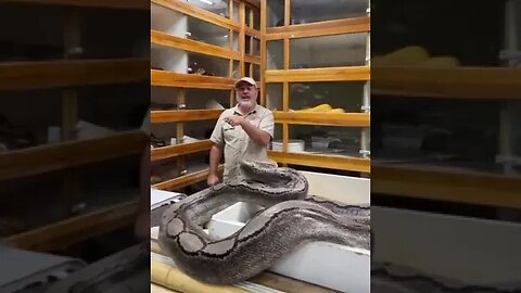 See how this smart snake is