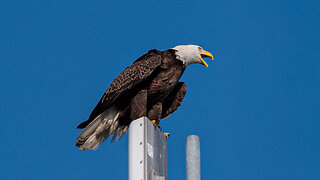 Eagle Greeting Mate Returning to the Nest.