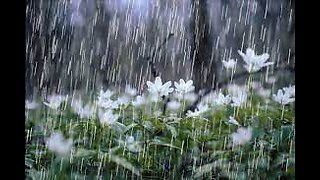 Rainstorm Sounds for Relaxing, Focus or Deep Sleep