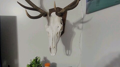 Elk European Mount