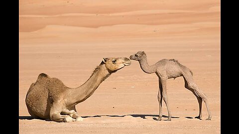 How to born camel baby