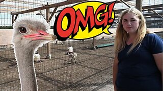 OMG! We're Getting A Baby Ostrich!