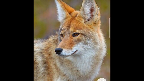 Coyotes Animal || Forest Animal || Coyote House