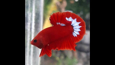 Collection of Most beautiful Betta Red Color