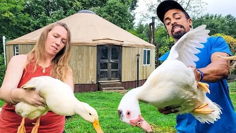 OUT OF CONTROL | REAL LIFE Homesteading | Raising Ducks