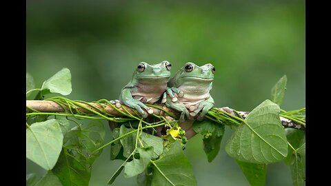 Phylogenetic Relationship of Amphibians