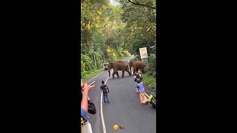 Elephant Road Crossing - Munnar Road. 🐘