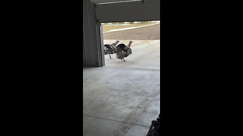 Attack Of The Killer Turkeys