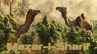 Mazar-i-Sharif, Cannabis, and the world famous Hashish