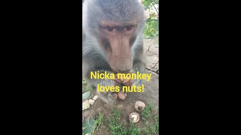 Funny monkey Nick loves to eat nuts.