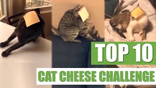TOP 10 CAT CHEESE CHALLENGES