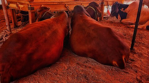 Twin Big Bulls || Cattle Market || Bulls House