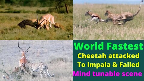 CHEETAH || FASTEST LAND ANIMAL IN THE WORLD || Cheetah attack Impala || 2022 || @8K VIDEOS ULTRA HD