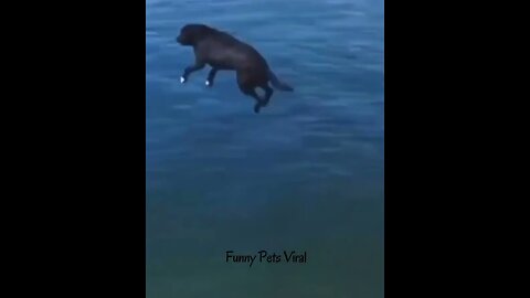 Dogs funny video: The funniest viral videos of all time