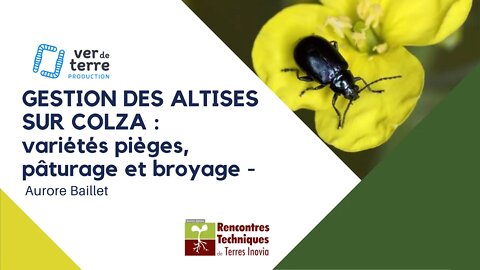 Gestion des altises sur colza : variétés pièges, pâturage et broyage - Aurore Baillet