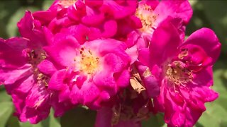 Thousands of dollars worth of rare roses stolen from garden at Florida college