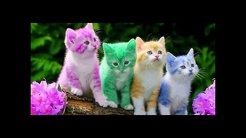 Funny animals video, kitten cat funny video, funny cats and dogs