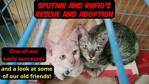 Sputnik and Rufio - kittens rescued separately and adopted together - an earlier success