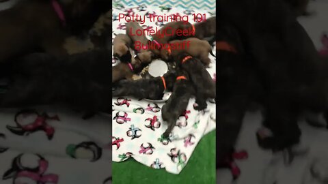Proper potty training puppies 101. LonelyCreek bullmastiff