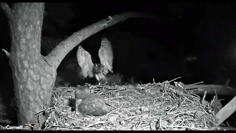 Dad Brings In More Dinner-Cam One 🦉 3/1/22 20:28