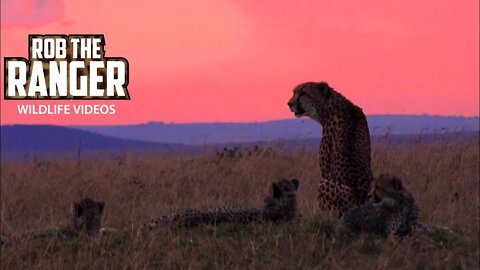 Cheetah Family At Sunset | Maasai Mara Safari | Zebra Plains