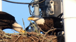 Eagle Parents Feeding Thier Eaglets