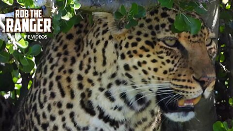 Leopard Trying To Avoid A Hyena | Maasai Mara Safari | Zebra Plains