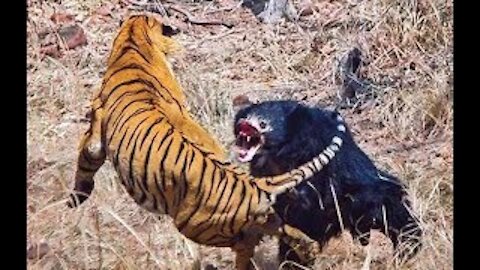 Leader Wildebeest vs 6 Cheetah to protect member of the pack about to give birth