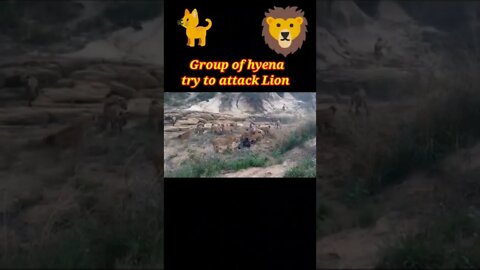 Group of hyena try to attack Lion 🦁2022 #youtubeshorts #shorts #shortvideo