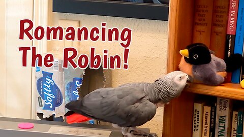 Affectionate parrot romances toy robin