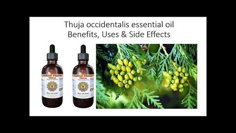 Thuja occidentalis - Tree of Life - Herbal Medicine Benefits