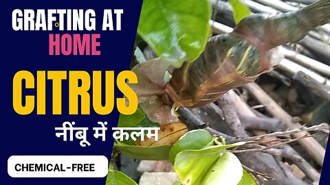 Citrus grafting without chemicals