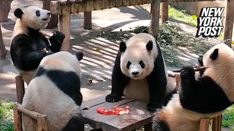 Pandas sit at a table like it's a tea party