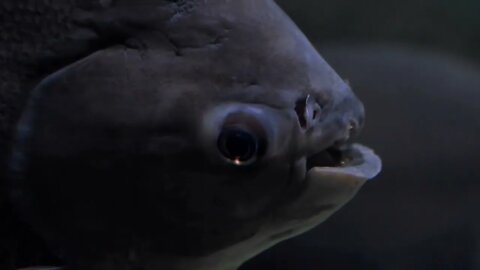 Close up of head of a big South American fresh water fish pacu, Colossoma Macropomum Fish in aquari