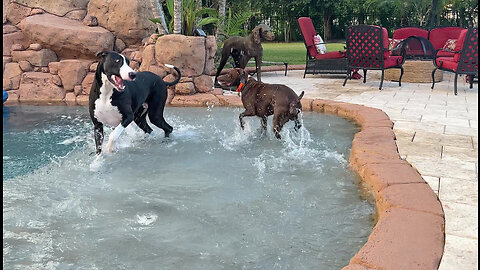 Funny Great Dane & GSP Pointer Dog Enjoy Splashing & Dashing Swimming Zoomies